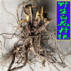 广东野生中药材白花丹根全根白花丹一见消根百花丹根白雪花根包邮