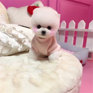 茶杯犬10元以下博美