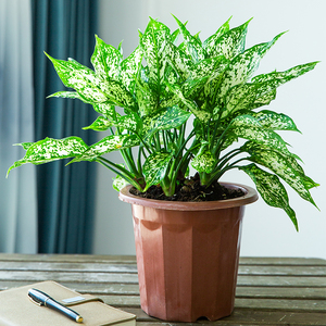 805人付款天猫银皇后粉黛万年青绿植花卉盆栽客厅绿色水培植物懒人