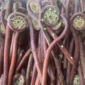 包邮新鲜现摘野生红蕨菜广东厥菜大山自采割勾/2/4/6/10斤