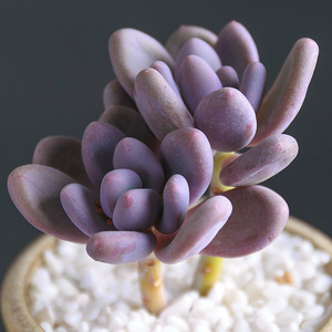 桃美人老桩盆栽