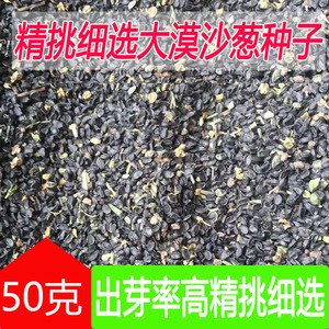 野生当季沙葱种子50g蒙古韭种子四季种植可盆栽发芽率高野菜野葱