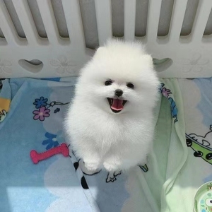 tb8628628822淘宝纯种博美犬幼犬活体家养长不大哈多利球形俊介茶杯