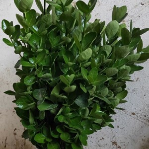 【小叶瓜子黄杨球】小叶瓜子黄杨球品牌,价格 - 阿里巴巴