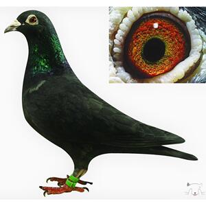 鸽子活体一对包邮肉鸽观赏鸽信鸽成绩鸽黄金甲火凤凰纯黑纯白信鸽