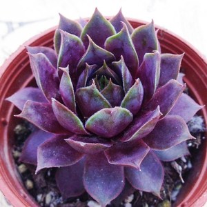 冰火芙蓉多肉植物