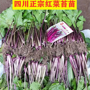 四川红菜苔苗新鲜蔬菜苗阳台盆栽绿色多种绿叶菜紫油菜带根带泥