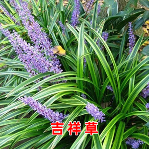 盆栽花卉绿叶植物 吉祥草四季常青 吉祥如意乔迁用品庭院