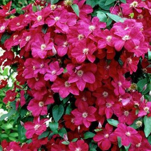 【花芬坊】东方晨曲铁线莲盆栽爬藤植物小中大苗重瓣大花藤本花卉
