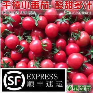海南千禧小番茄包邮圣女果新鲜水果时令西红柿水果小番茄玲珑5斤W