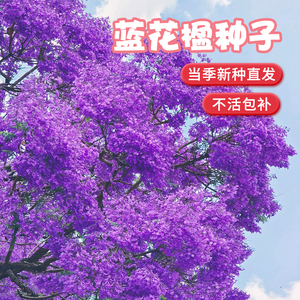 蓝花楹种子凤凰木树种子红花楹种子 蓝雾树紫花云洋楹 蓝花楹种籽