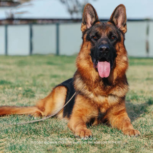 纯种德牧幼犬弓背黑背德国牧羊犬警犬军犬大型狼狗猎犬活体宠物狗