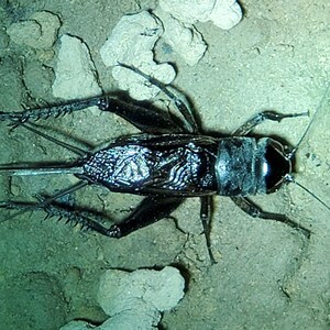 北京油葫芦大黑虫鸣虫天津油葫芦活体鸣虫黑虫冰糖紫玉眼