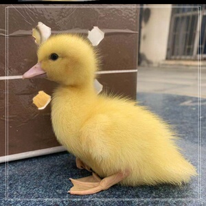 宠物鸭小黄鸭活孩家养动物便宜小音网鸭子活体网红可爱大白儿童型
