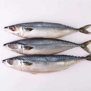 海产品鲜活海鲜野生