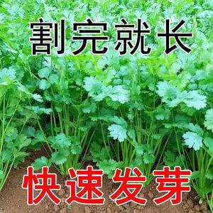 四季小香菜种孑阳台室内花卉盆栽庭院蔬菜种孑渔具四季可播种种孑