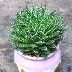 旋转芦荟苗包邮小苗盆栽螺旋芦荟苗盆栽植物美容室内绿植鲜芦荟.