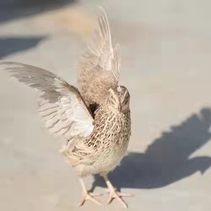 鹌鹑沙维下蛋高手天天生蛋阳台庭院养殖宠物黄羽鹌鹑卢丁