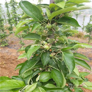 红肉苹果苗南北方庭院地栽大树室内阳台盆栽嫁接矮化果树当年结果