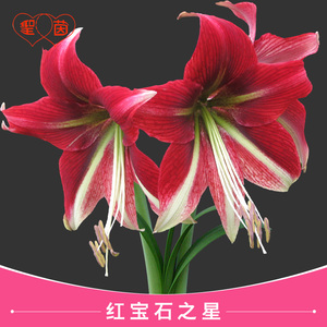 圣茵以色列进口朱顶红种球红宝石之星单瓣大花值得收藏品种现货