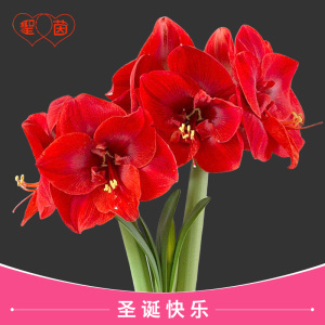 圣茵朱顶兰南非进口洋朱圣诞快乐单瓣易护养朱顶红种球包对版