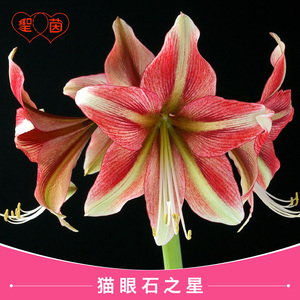 圣茵朱顶红进口以色列朱顶兰种球猫眼石之星洋朱