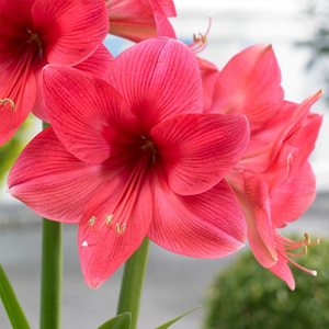 圣茵进口朱顶红球根花卉 粉色惊奇 单瓣中大花型洋朱懒人易活植物