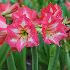 圣茵荷兰进口新品单瓣朱顶红球根 睡美人多年生阳台庭院花卉现货