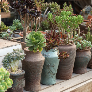 多肉花盆高盆20cm