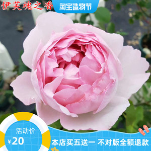 伊芙系列 伊芙魂之香水月季苗 大花浓香四季开花 实生根接苗