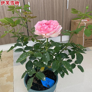 伊芙雪吻月季苗大花浓香四季开花扦插苗