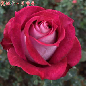 欧月莫妮卡·贝鲁奇月季苗大花丰花浓香庭院阳台盆栽花卉四季开花