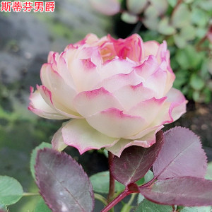 斯蒂芬男爵月季苗大花浓香庭院阳台种植花卉