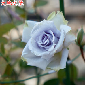 日月蓝色格劳恩大地之蓝月季苗淡紫色大花浓香抗病强