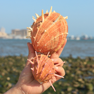 海菊蛤天然带刺双壳菊花贝壳家居摆件装饰婚庆道具礼物鱼缸造景