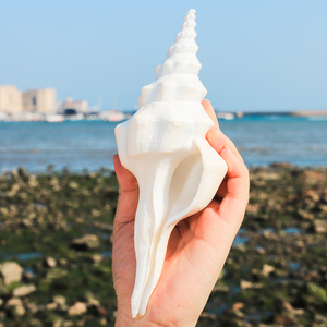 白长旋螺右旋螺天然海螺贝壳佛教法器橱窗摆件收藏标本