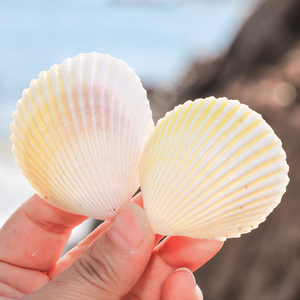 【鱼缸小贝壳】鱼缸小贝壳品牌,价格 - 阿里巴巴