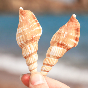 斧头螺 金斧凤凰螺天然海螺贝壳diy水族鱼缸造景橱窗设计地台装饰