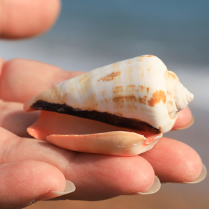 红口螺天然小海螺贝壳水族鱼缸造景橱窗装饰diy收藏标本家居摆件