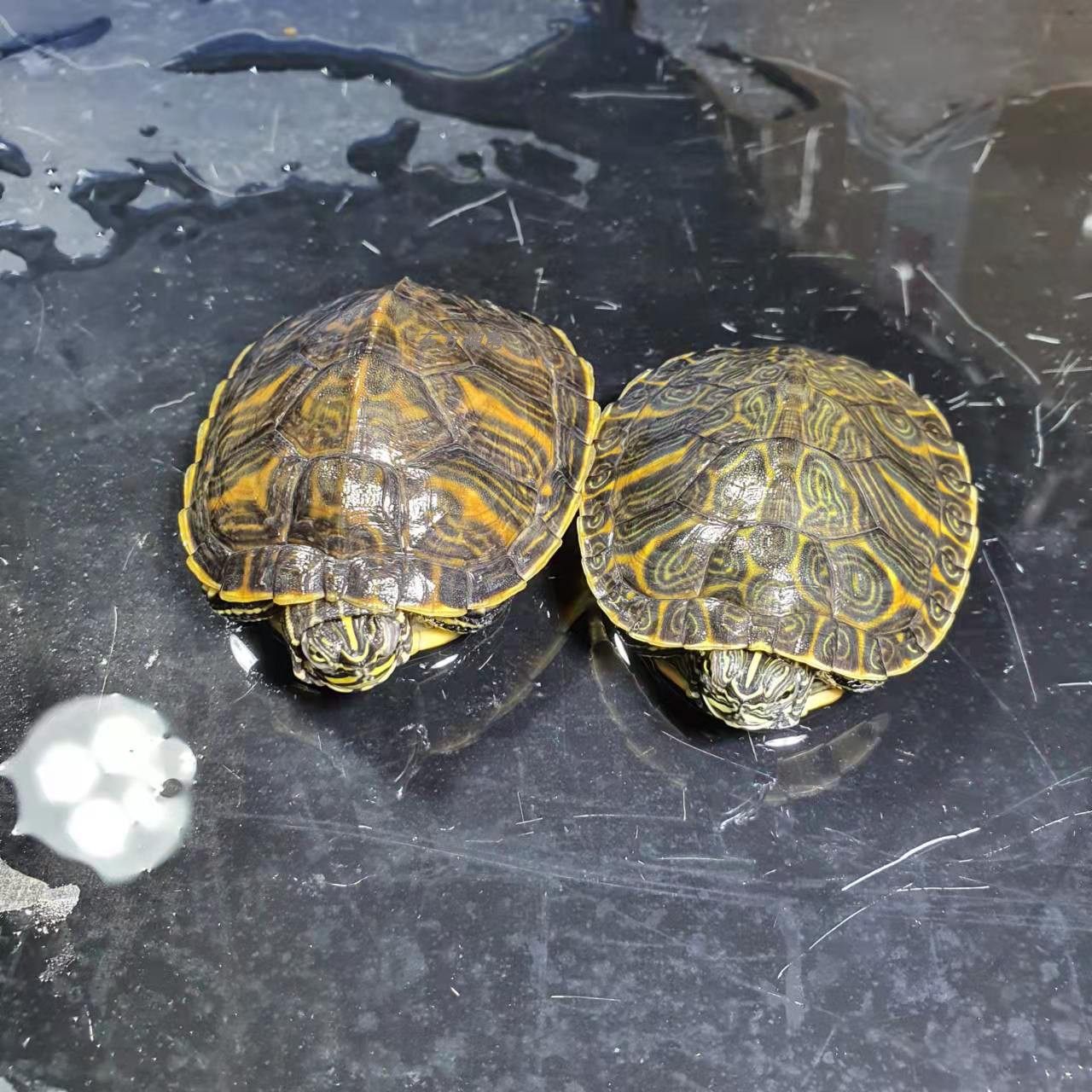 世界名龟展新闻发布会：2017年世界名龟科普饲养沟通展再次露脸顺德陈村