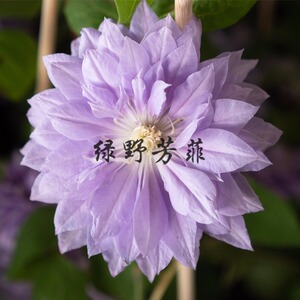 铁线莲重瓣丹妮