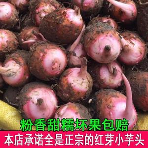 江西铅山紫溪红芽芋头新鲜小芋头香芋头小芋头仔红芽毛芋艿1斤5斤
