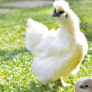 一斤重正宗白凤乌鸡活体散养包邮包活到家脱温青年鸡