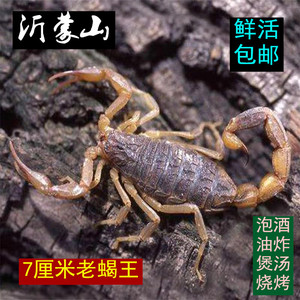 沂蒙山十足全蝎活蝎子宠物泡酒食用蝎子活体入药毒蝎苗超大蝎子王