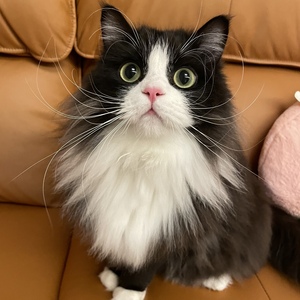 山东临清狮子猫黑白奶牛猫活物长毛橘猫狸花猫森林猫幼崽宠物猫咪