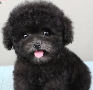 【黑色泰迪幼犬】黑色泰迪幼犬品牌,价格 - 阿里巴巴