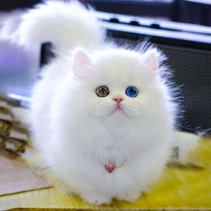 纯种拿破仑矮脚猫幼猫纯白曼基康短腿猫蓝黄异瞳眼睛宠物猫咪活物