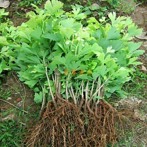 【嫁接银杏苗】嫁接银杏苗品牌,价格 - 阿里巴巴