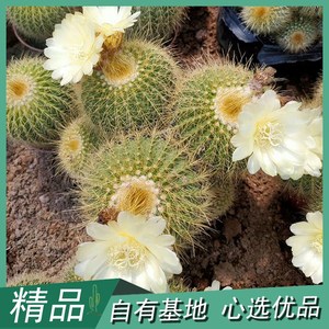 金冠银冠多头群生开花仙人球庭院阳台景观造景设计沙生多肉植物