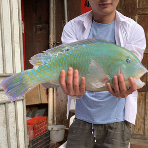包邮3斤 湛江野生海鱼芽衣鱼猪齿鱼鹦鹉鱼新鲜大青衣鱼深海海鲜